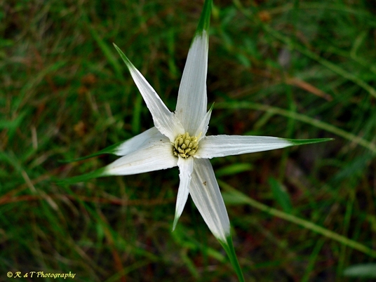 {Rhynchospora latifolia}